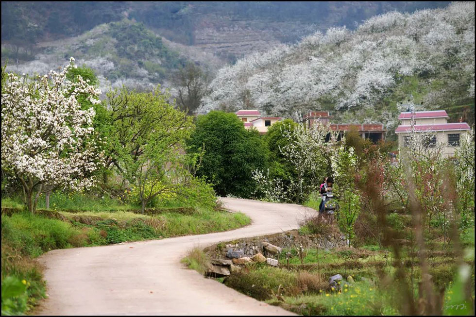 【春天,广西桂林灌阳县向您发出邀请!】我们在灌阳看梨花 - 游山玩水 - 邵阳生活社区 - 邵阳28生活网 shaoyang.28life.com