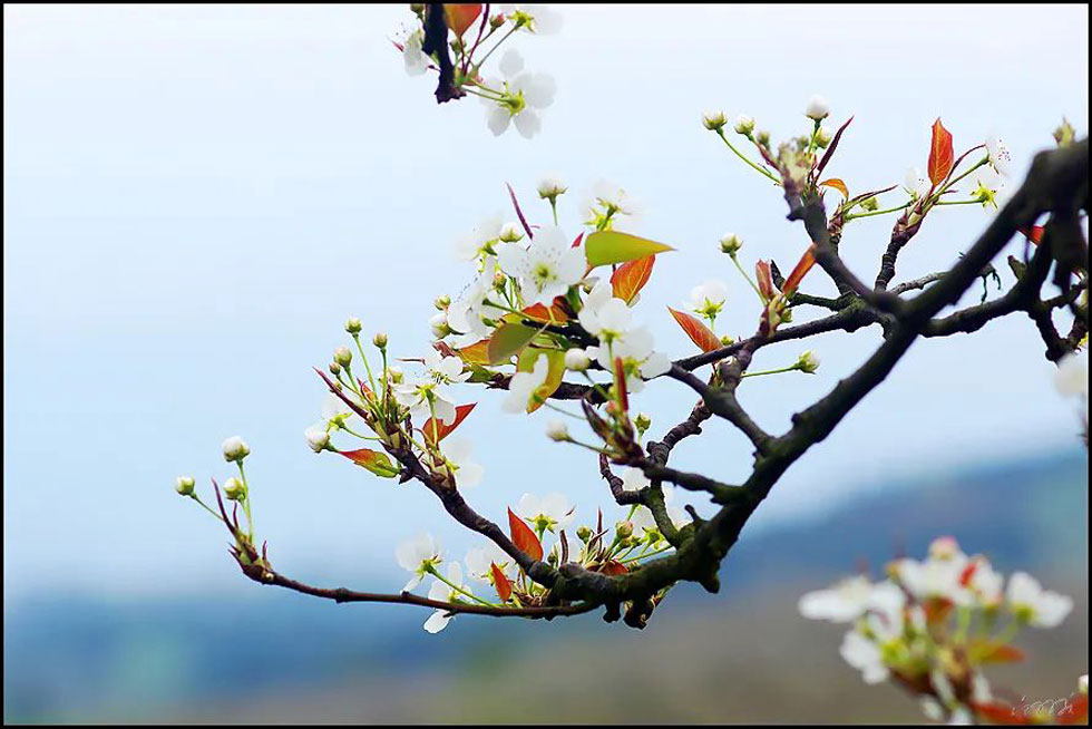 【春天,广西桂林灌阳县向您发出邀请!】我们在灌阳看梨花 - 游山玩水 - 邵阳生活社区 - 邵阳28生活网 shaoyang.28life.com