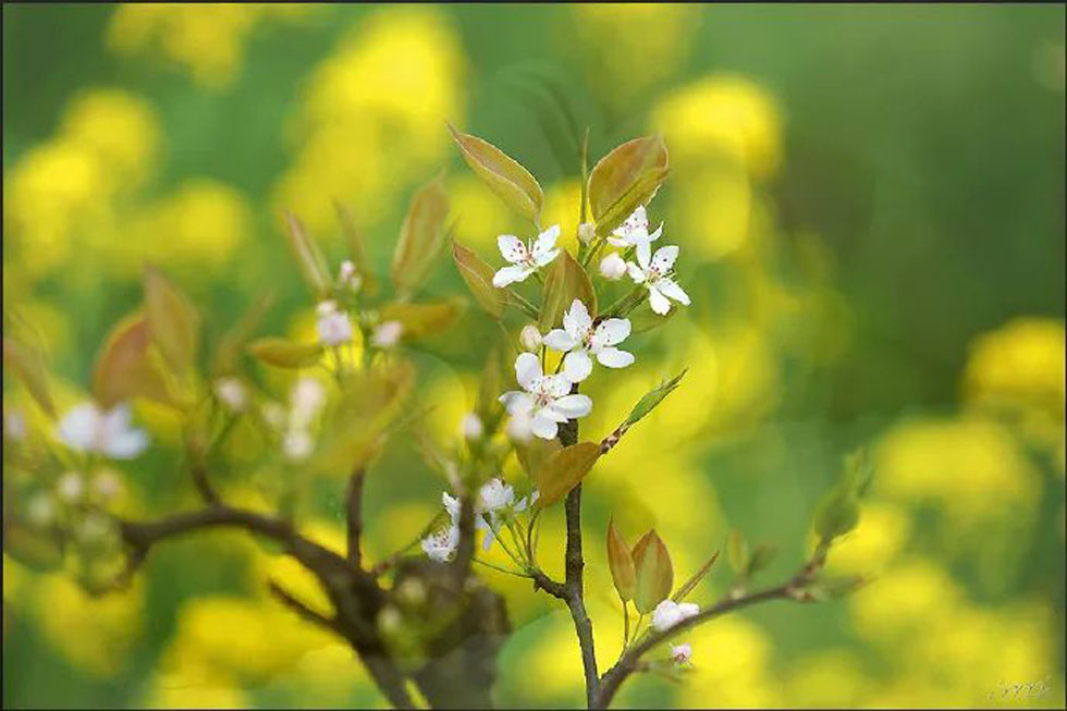 【春天,广西桂林灌阳县向您发出邀请!】我们在灌阳看梨花 - 游山玩水 - 邵阳生活社区 - 邵阳28生活网 shaoyang.28life.com