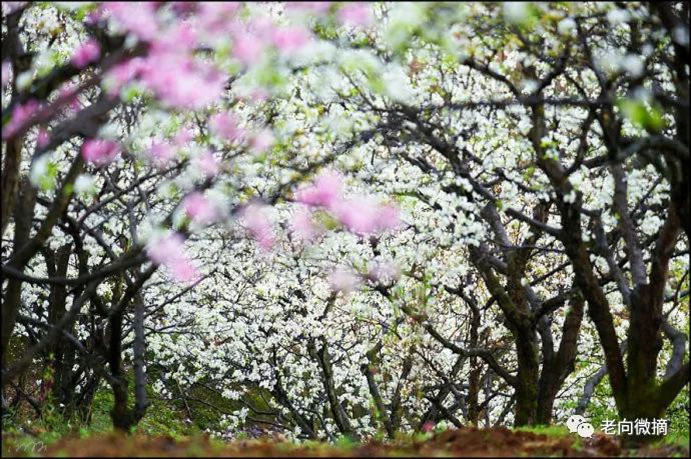 【春天,广西桂林灌阳县向您发出邀请!】我们在灌阳看梨花 - 游山玩水 - 邵阳生活社区 - 邵阳28生活网 shaoyang.28life.com