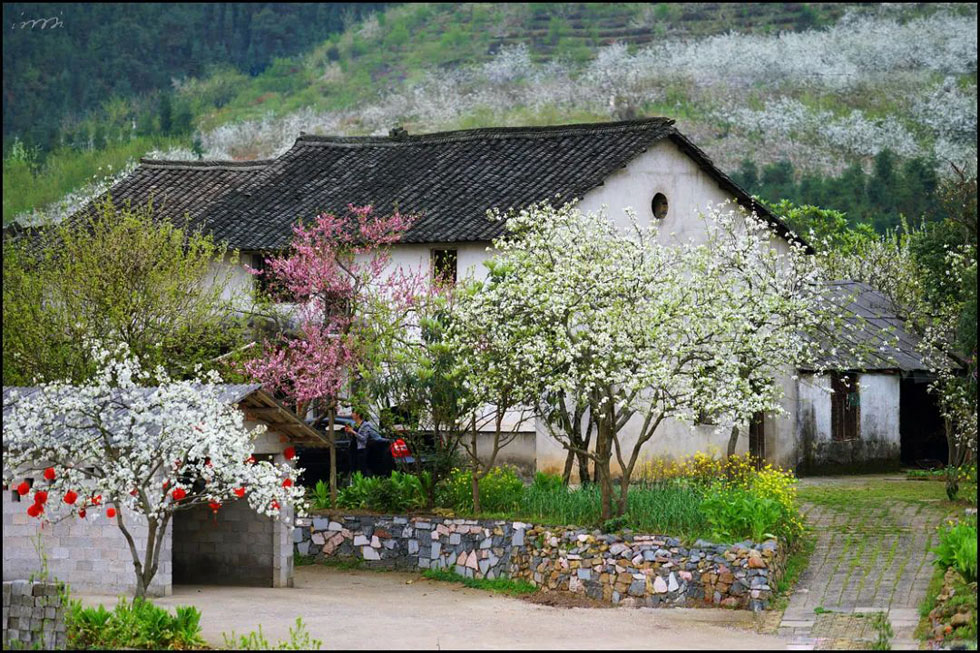 【春天,广西桂林灌阳县向您发出邀请!】我们在灌阳看梨花 - 游山玩水 - 邵阳生活社区 - 邵阳28生活网 shaoyang.28life.com