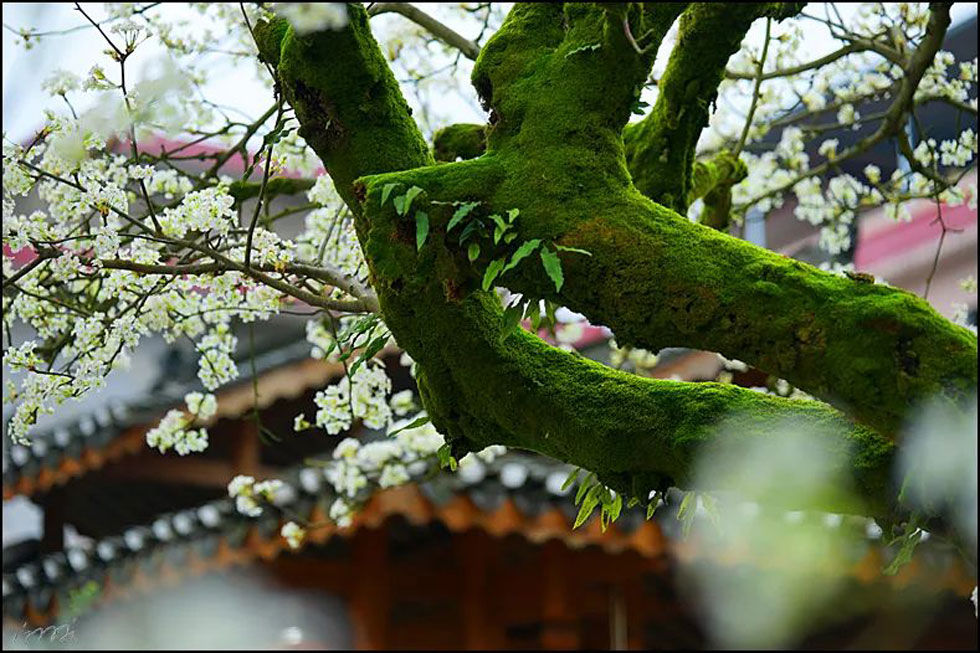 【春天,广西桂林灌阳县向您发出邀请!】我们在灌阳看梨花 - 游山玩水 - 邵阳生活社区 - 邵阳28生活网 shaoyang.28life.com