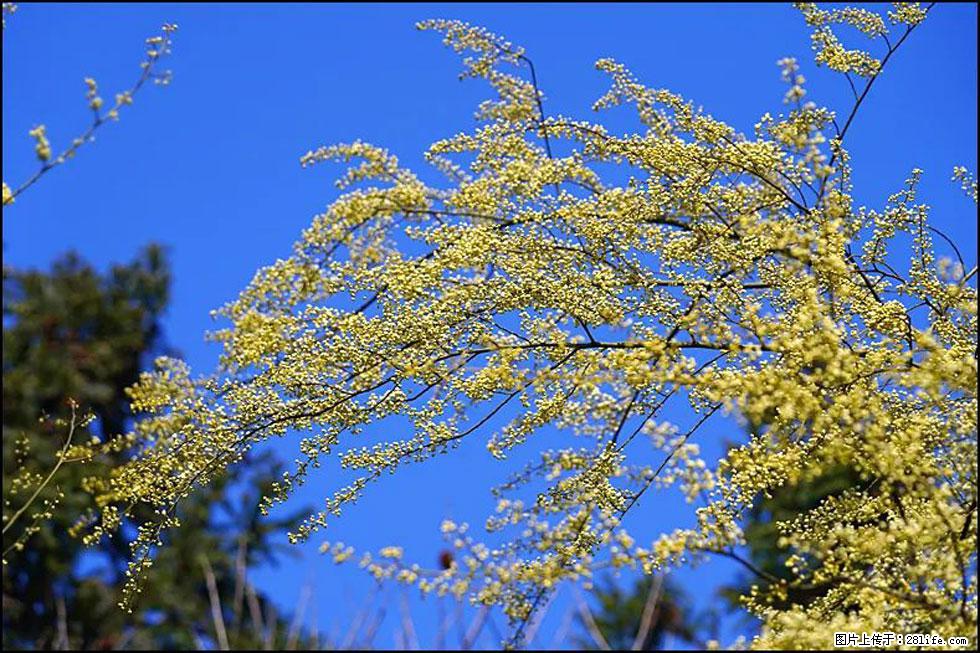 【春天，广西桂林灌阳县向您发出邀请！】米珠山前有片山苍子花在飘香 - 游山玩水 - 邵阳生活社区 - 邵阳28生活网 shaoyang.28life.com