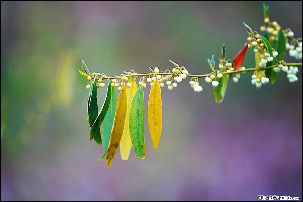 【春天,广西桂林灌阳县向您发出邀请!】米珠山前有片山苍子花在飘香 - 游山玩水 - 邵阳生活社区 - 邵阳28生活网 shaoyang.28life.com