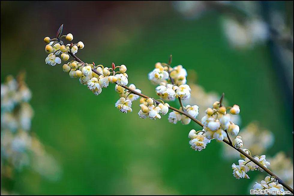 【春天,广西桂林灌阳县向您发出邀请!】米珠山前有片山苍子花在飘香 - 游山玩水 - 邵阳生活社区 - 邵阳28生活网 shaoyang.28life.com