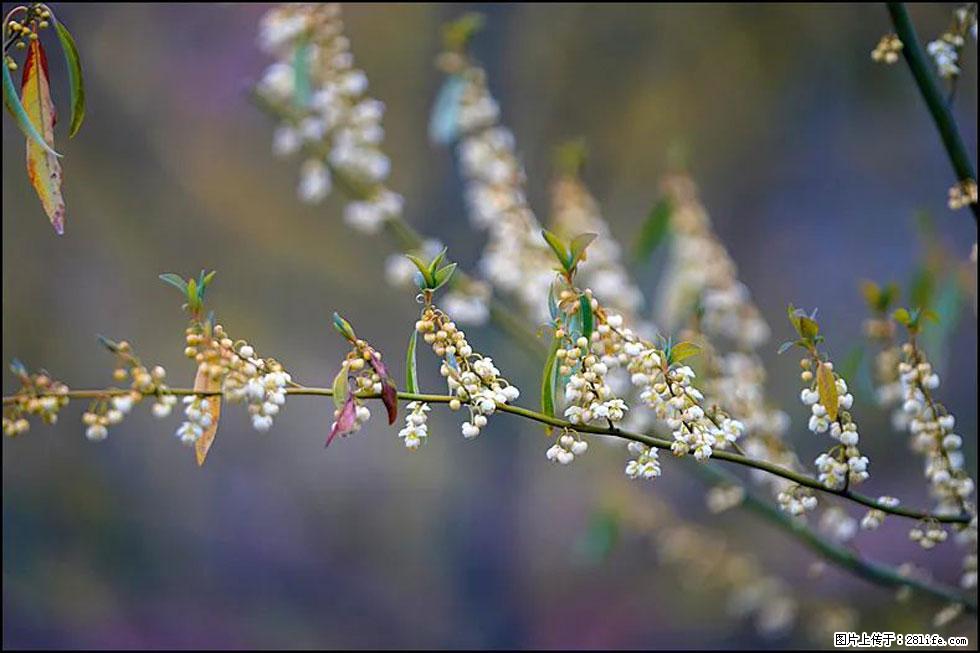 【春天,广西桂林灌阳县向您发出邀请!】米珠山前有片山苍子花在飘香 - 游山玩水 - 邵阳生活社区 - 邵阳28生活网 shaoyang.28life.com