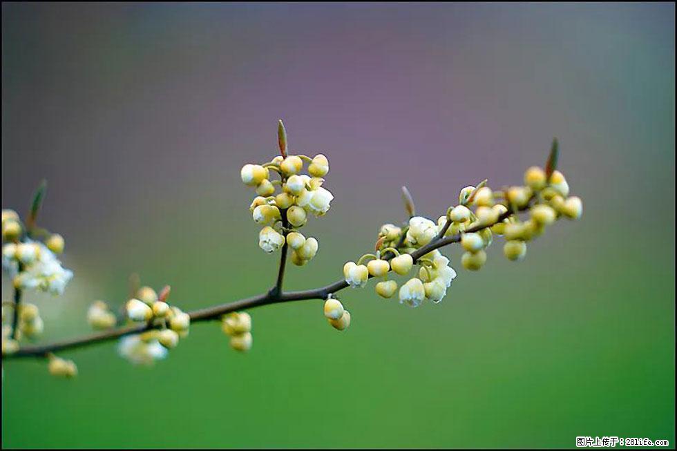 【春天，广西桂林灌阳县向您发出邀请！】米珠山前有片山苍子花在飘香 - 游山玩水 - 邵阳生活社区 - 邵阳28生活网 shaoyang.28life.com