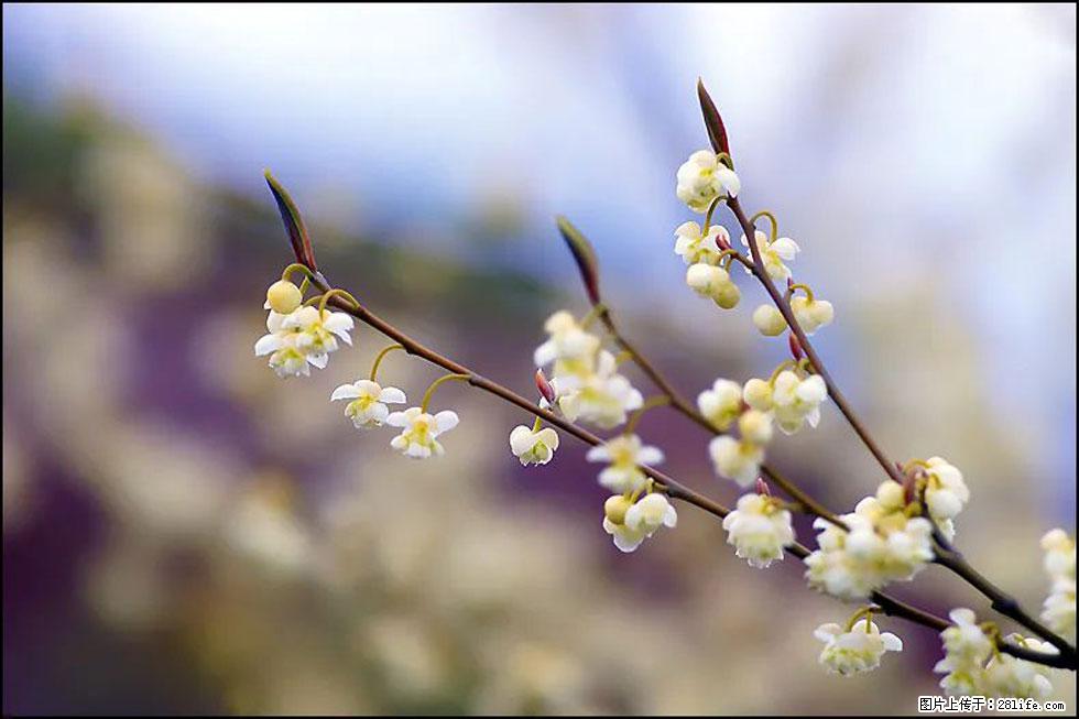 【春天,广西桂林灌阳县向您发出邀请!】米珠山前有片山苍子花在飘香 - 游山玩水 - 邵阳生活社区 - 邵阳28生活网 shaoyang.28life.com