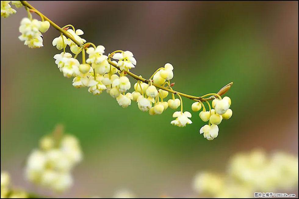 【春天，广西桂林灌阳县向您发出邀请！】米珠山前有片山苍子花在飘香 - 游山玩水 - 邵阳生活社区 - 邵阳28生活网 shaoyang.28life.com