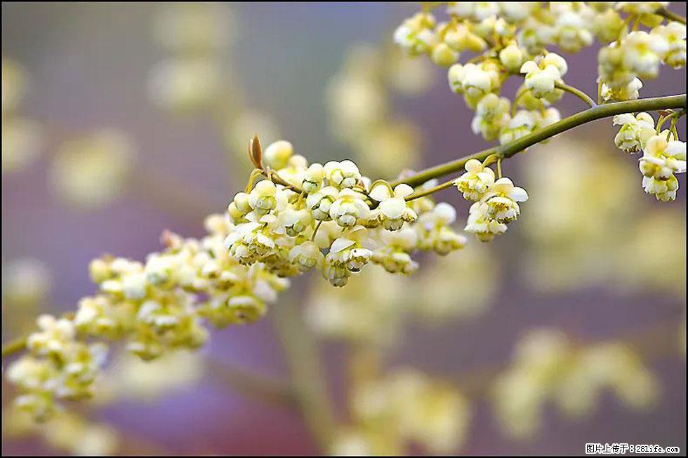 【春天，广西桂林灌阳县向您发出邀请！】米珠山前有片山苍子花在飘香 - 游山玩水 - 邵阳生活社区 - 邵阳28生活网 shaoyang.28life.com