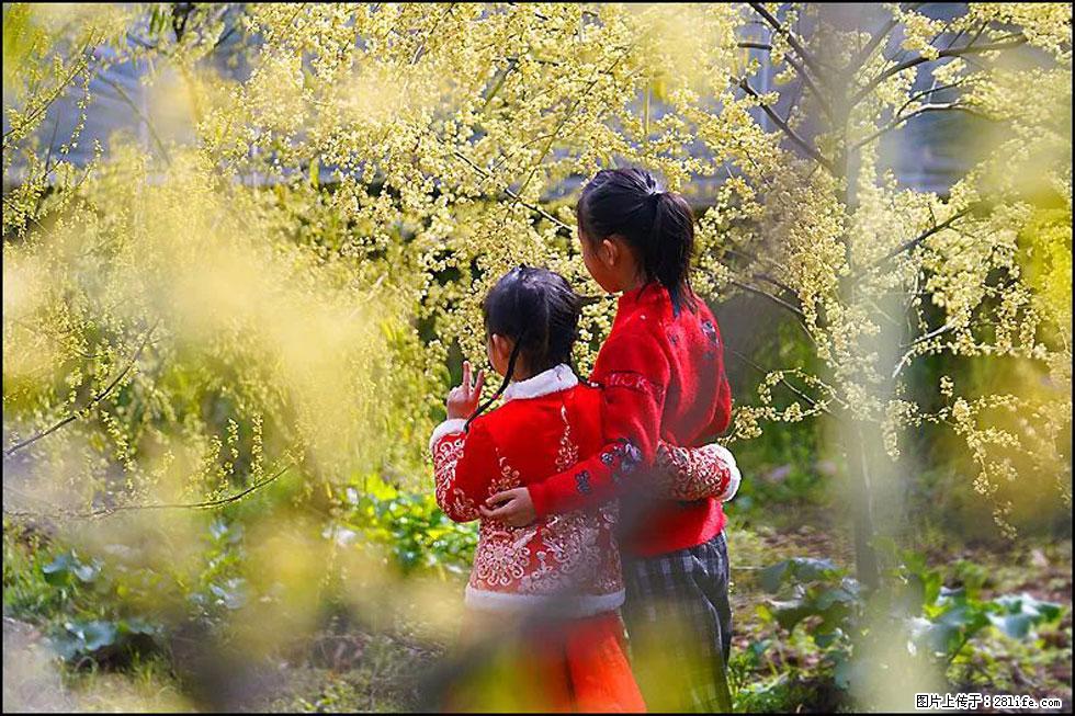 【春天,广西桂林灌阳县向您发出邀请!】米珠山前有片山苍子花在飘香 - 游山玩水 - 邵阳生活社区 - 邵阳28生活网 shaoyang.28life.com