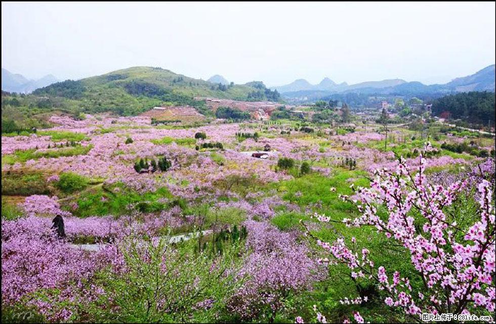 【春天,广西桂林灌阳县向您发出邀请!】官庄村有个醉美的桃花园 - 游山玩水 - 邵阳生活社区 - 邵阳28生活网 shaoyang.28life.com