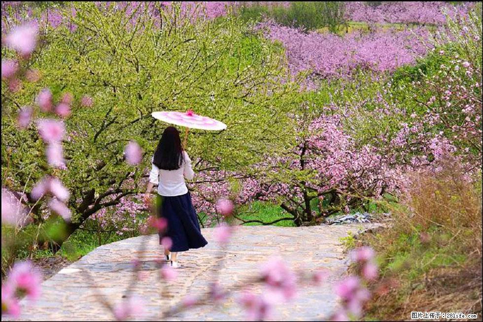 【春天,广西桂林灌阳县向您发出邀请!】官庄村有个醉美的桃花园 - 游山玩水 - 邵阳生活社区 - 邵阳28生活网 shaoyang.28life.com