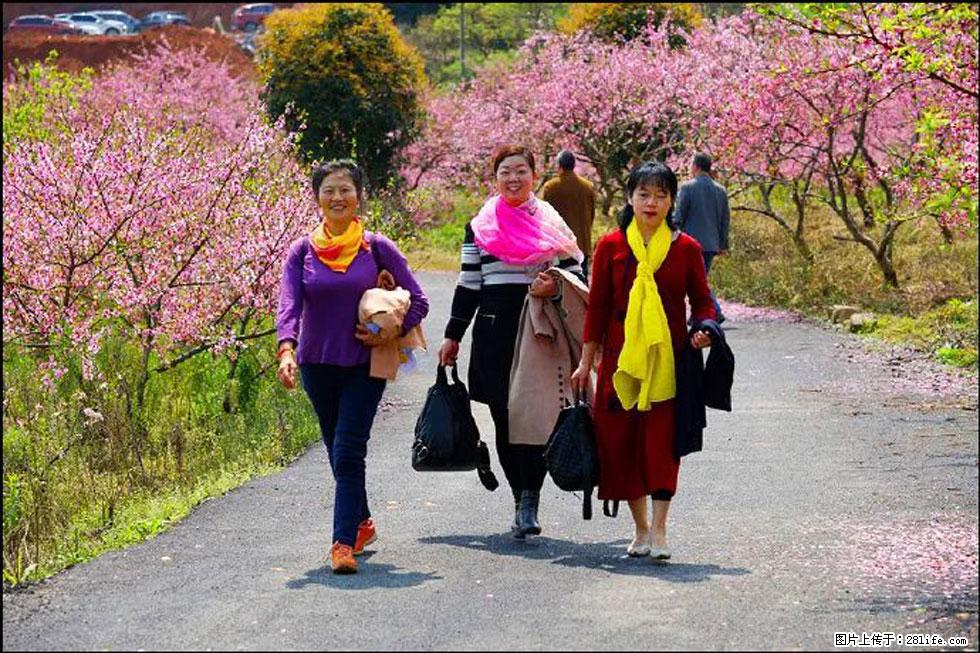 【春天,广西桂林灌阳县向您发出邀请!】官庄村有个醉美的桃花园 - 游山玩水 - 邵阳生活社区 - 邵阳28生活网 shaoyang.28life.com