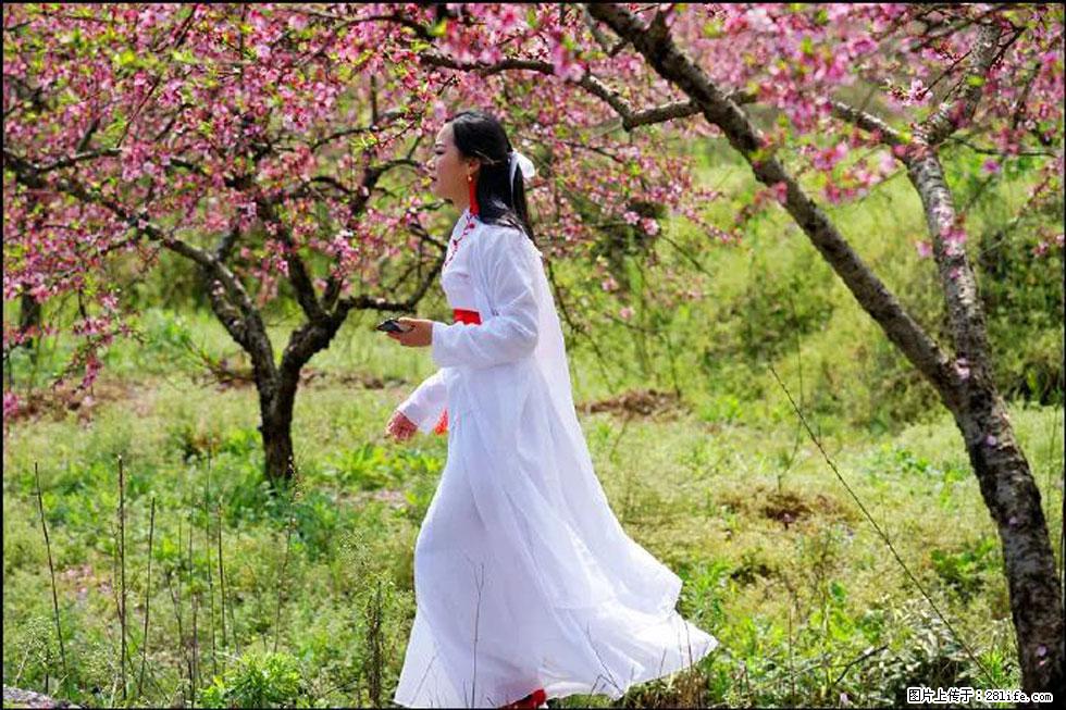 【春天,广西桂林灌阳县向您发出邀请!】官庄村有个醉美的桃花园 - 游山玩水 - 邵阳生活社区 - 邵阳28生活网 shaoyang.28life.com