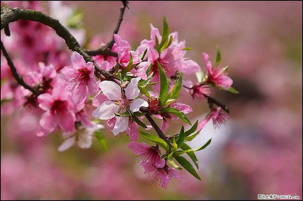 【春天,广西桂林灌阳县向您发出邀请!】官庄村有个醉美的桃花园 - 游山玩水 - 邵阳生活社区 - 邵阳28生活网 shaoyang.28life.com