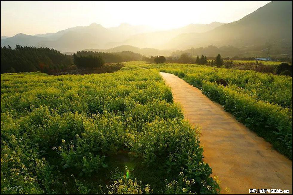 【春天,广西桂林灌阳县向您发出邀请!】长坪村油菜盛情花开 - 游山玩水 - 邵阳生活社区 - 邵阳28生活网 shaoyang.28life.com