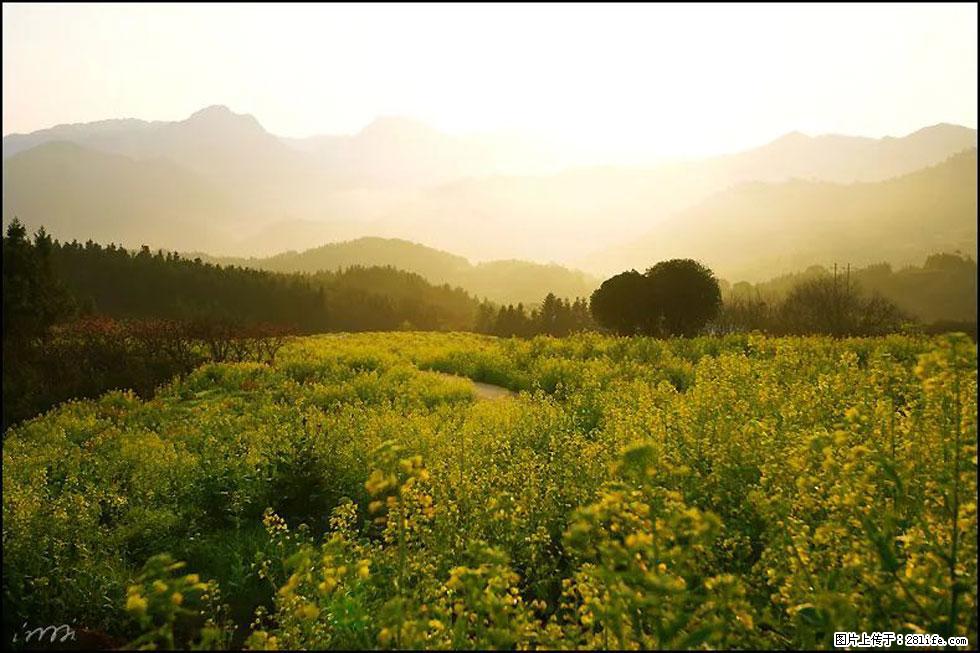 【春天,广西桂林灌阳县向您发出邀请!】长坪村油菜盛情花开 - 游山玩水 - 邵阳生活社区 - 邵阳28生活网 shaoyang.28life.com