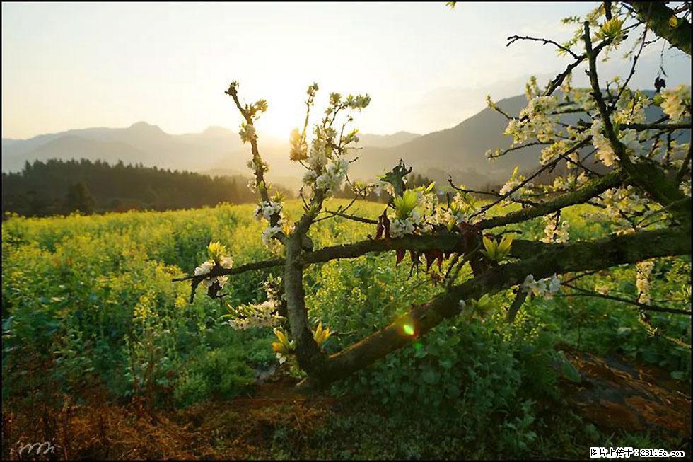 【春天,广西桂林灌阳县向您发出邀请!】长坪村油菜盛情花开 - 游山玩水 - 邵阳生活社区 - 邵阳28生活网 shaoyang.28life.com