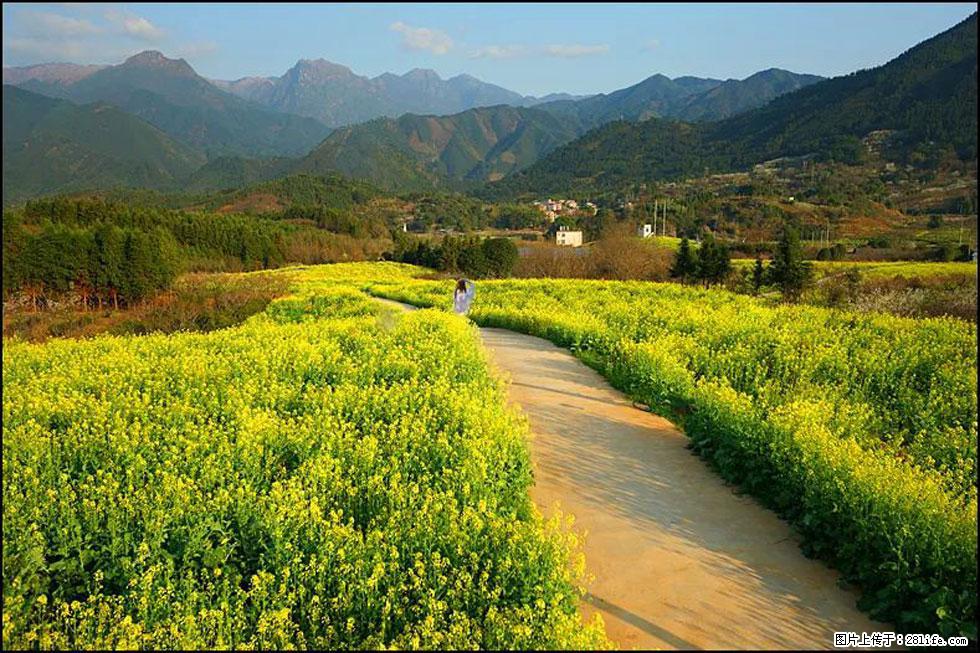 【春天,广西桂林灌阳县向您发出邀请!】长坪村油菜盛情花开 - 游山玩水 - 邵阳生活社区 - 邵阳28生活网 shaoyang.28life.com