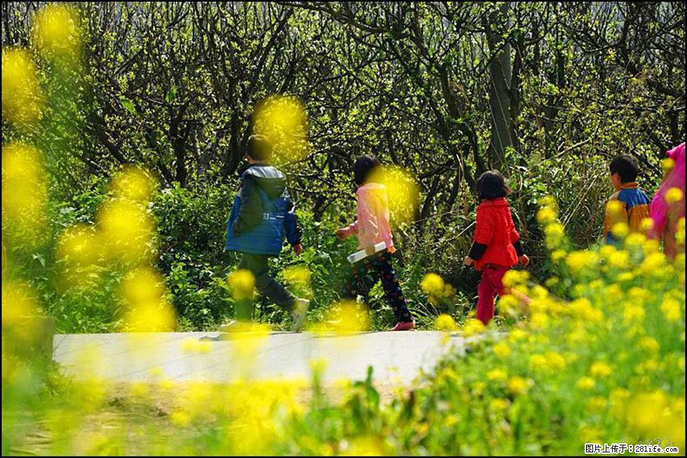 【春天,广西桂林灌阳县向您发出邀请!】长坪村油菜盛情花开 - 游山玩水 - 邵阳生活社区 - 邵阳28生活网 shaoyang.28life.com
