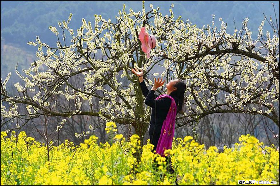 【春天,广西桂林灌阳县向您发出邀请!】长坪村油菜盛情花开 - 游山玩水 - 邵阳生活社区 - 邵阳28生活网 shaoyang.28life.com