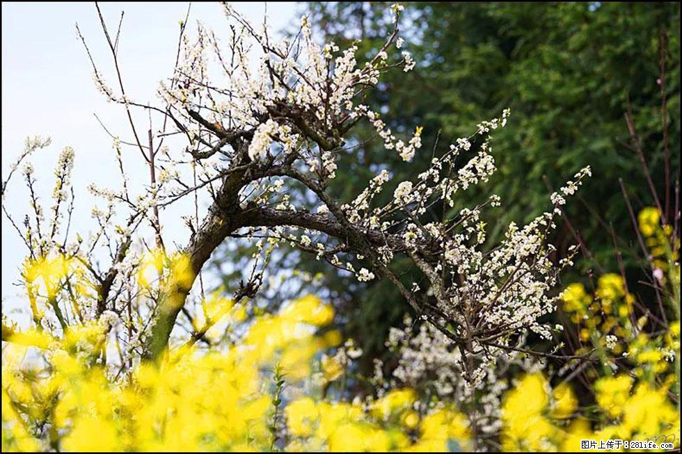 【春天,广西桂林灌阳县向您发出邀请!】长坪村油菜盛情花开 - 游山玩水 - 邵阳生活社区 - 邵阳28生活网 shaoyang.28life.com