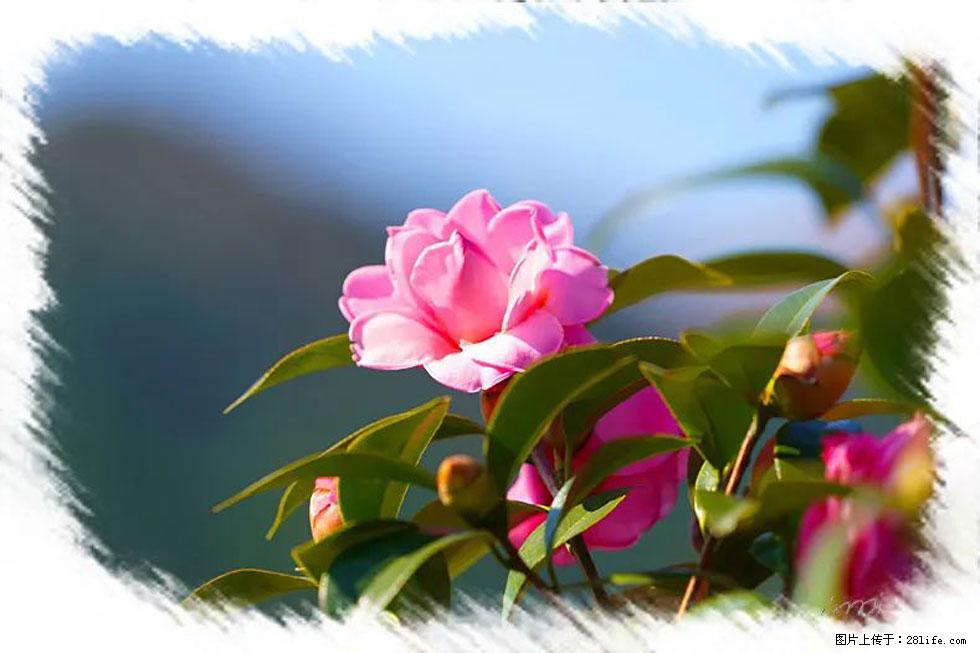 【春天,广西桂林灌阳县向您发出邀请!】杨柳井茶花惹人爱 - 游山玩水 - 邵阳生活社区 - 邵阳28生活网 shaoyang.28life.com