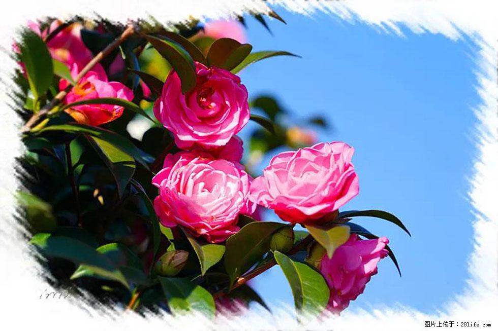 【春天,广西桂林灌阳县向您发出邀请!】杨柳井茶花惹人爱 - 游山玩水 - 邵阳生活社区 - 邵阳28生活网 shaoyang.28life.com