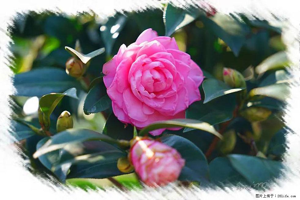 【春天,广西桂林灌阳县向您发出邀请!】杨柳井茶花惹人爱 - 游山玩水 - 邵阳生活社区 - 邵阳28生活网 shaoyang.28life.com