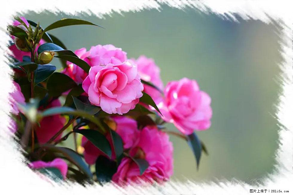 【春天,广西桂林灌阳县向您发出邀请!】杨柳井茶花惹人爱 - 游山玩水 - 邵阳生活社区 - 邵阳28生活网 shaoyang.28life.com