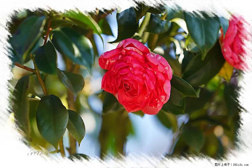 【春天,广西桂林灌阳县向您发出邀请!】杨柳井茶花惹人爱 - 游山玩水 - 邵阳生活社区 - 邵阳28生活网 shaoyang.28life.com