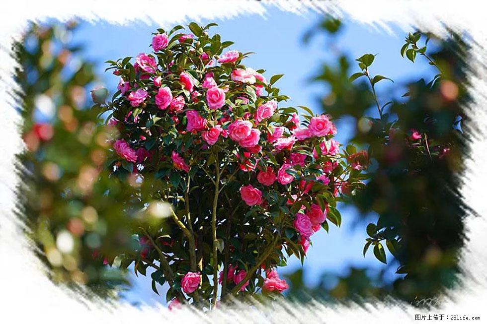 【春天,广西桂林灌阳县向您发出邀请!】杨柳井茶花惹人爱 - 游山玩水 - 邵阳生活社区 - 邵阳28生活网 shaoyang.28life.com