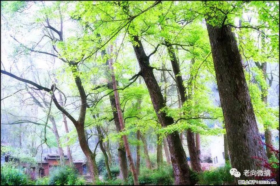 【春天,广西桂林灌阳县向您发出邀请!】在小龙村与春天约会 - 游山玩水 - 邵阳生活社区 - 邵阳28生活网 shaoyang.28life.com