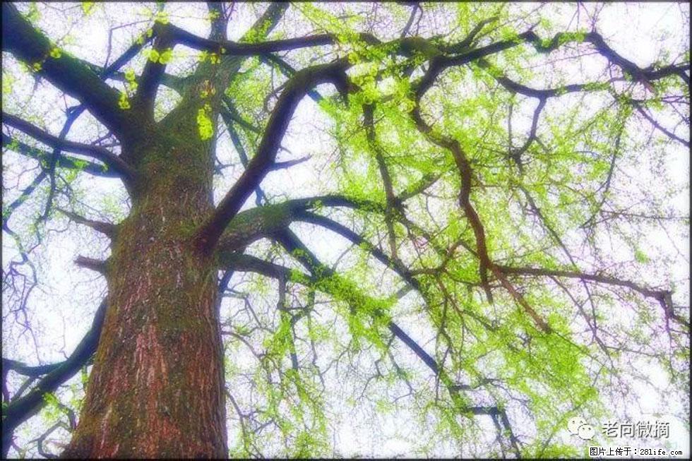 【春天,广西桂林灌阳县向您发出邀请!】在小龙村与春天约会 - 游山玩水 - 邵阳生活社区 - 邵阳28生活网 shaoyang.28life.com