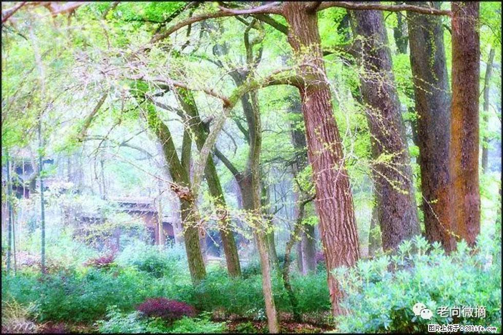 【春天,广西桂林灌阳县向您发出邀请!】在小龙村与春天约会 - 游山玩水 - 邵阳生活社区 - 邵阳28生活网 shaoyang.28life.com