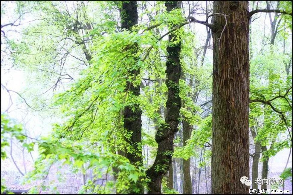 【春天,广西桂林灌阳县向您发出邀请!】在小龙村与春天约会 - 游山玩水 - 邵阳生活社区 - 邵阳28生活网 shaoyang.28life.com