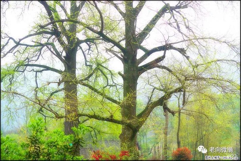 【春天,广西桂林灌阳县向您发出邀请!】在小龙村与春天约会 - 游山玩水 - 邵阳生活社区 - 邵阳28生活网 shaoyang.28life.com