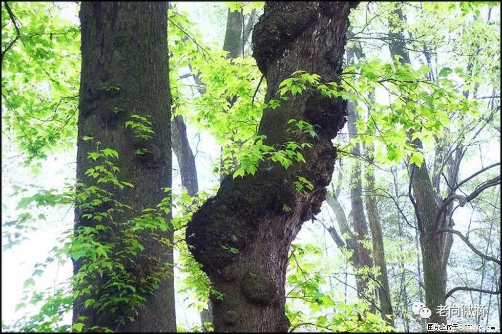 【春天,广西桂林灌阳县向您发出邀请!】在小龙村与春天约会 - 游山玩水 - 邵阳生活社区 - 邵阳28生活网 shaoyang.28life.com