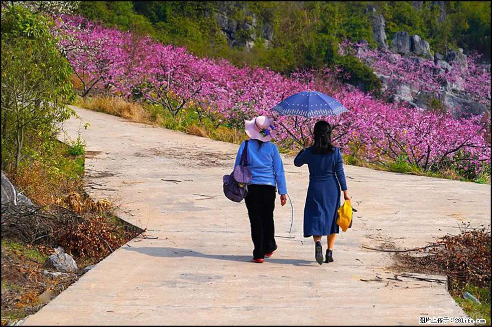 【春天,广西桂林灌阳县向您发出邀请!】望月岭上桃花开 - 游山玩水 - 邵阳生活社区 - 邵阳28生活网 shaoyang.28life.com