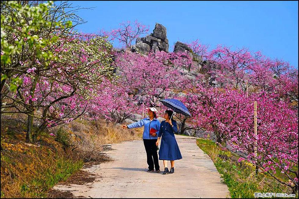 【春天,广西桂林灌阳县向您发出邀请!】望月岭上桃花开 - 游山玩水 - 邵阳生活社区 - 邵阳28生活网 shaoyang.28life.com