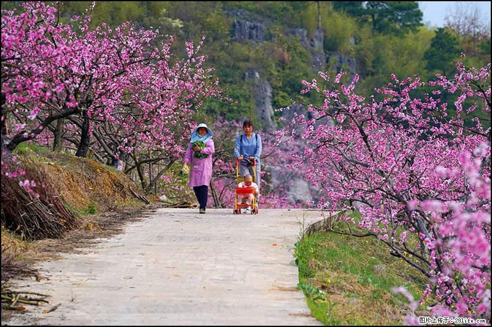【春天,广西桂林灌阳县向您发出邀请!】望月岭上桃花开 - 游山玩水 - 邵阳生活社区 - 邵阳28生活网 shaoyang.28life.com