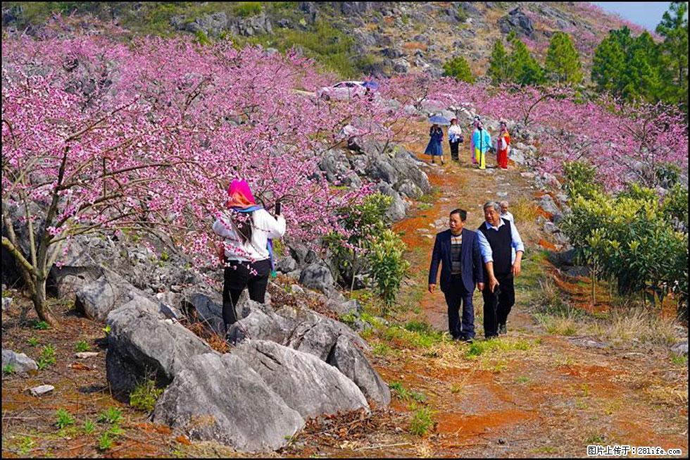 【春天,广西桂林灌阳县向您发出邀请!】望月岭上桃花开 - 游山玩水 - 邵阳生活社区 - 邵阳28生活网 shaoyang.28life.com
