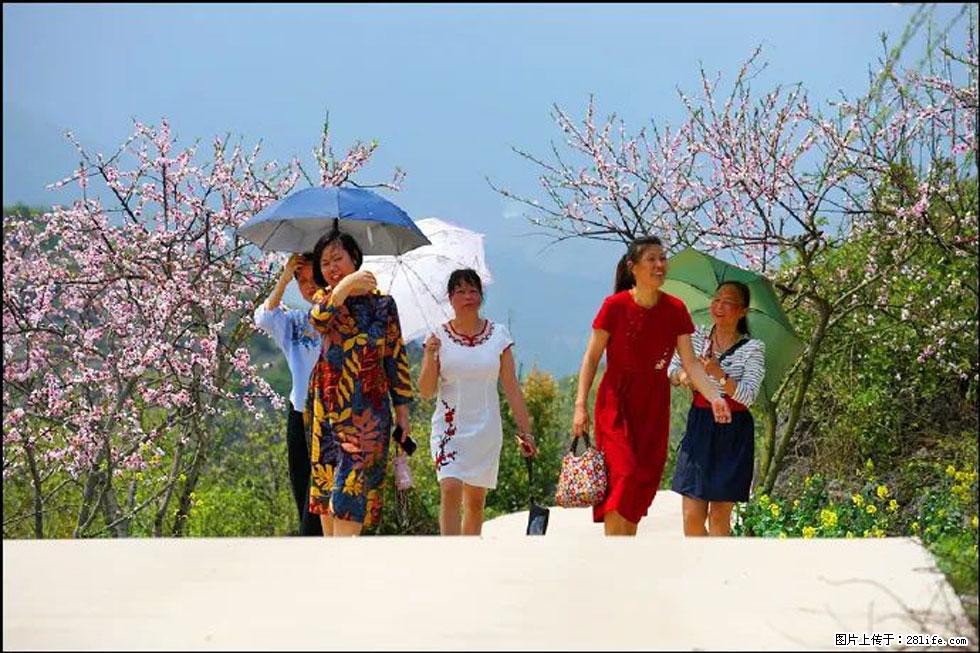 【春天,广西桂林灌阳县向您发出邀请!】望月岭上桃花开 - 游山玩水 - 邵阳生活社区 - 邵阳28生活网 shaoyang.28life.com