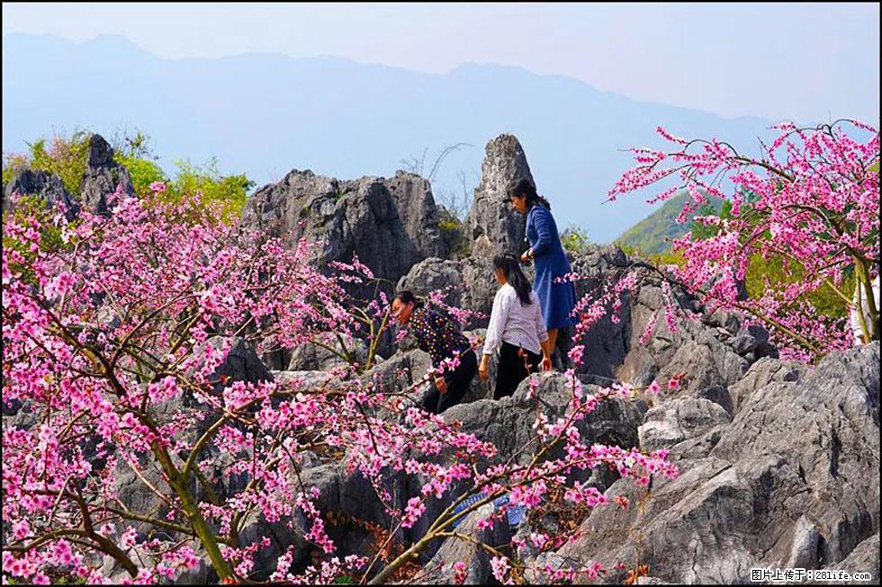 【春天,广西桂林灌阳县向您发出邀请!】望月岭上桃花开 - 游山玩水 - 邵阳生活社区 - 邵阳28生活网 shaoyang.28life.com