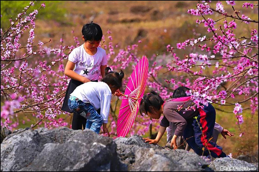 【春天,广西桂林灌阳县向您发出邀请!】望月岭上桃花开 - 游山玩水 - 邵阳生活社区 - 邵阳28生活网 shaoyang.28life.com