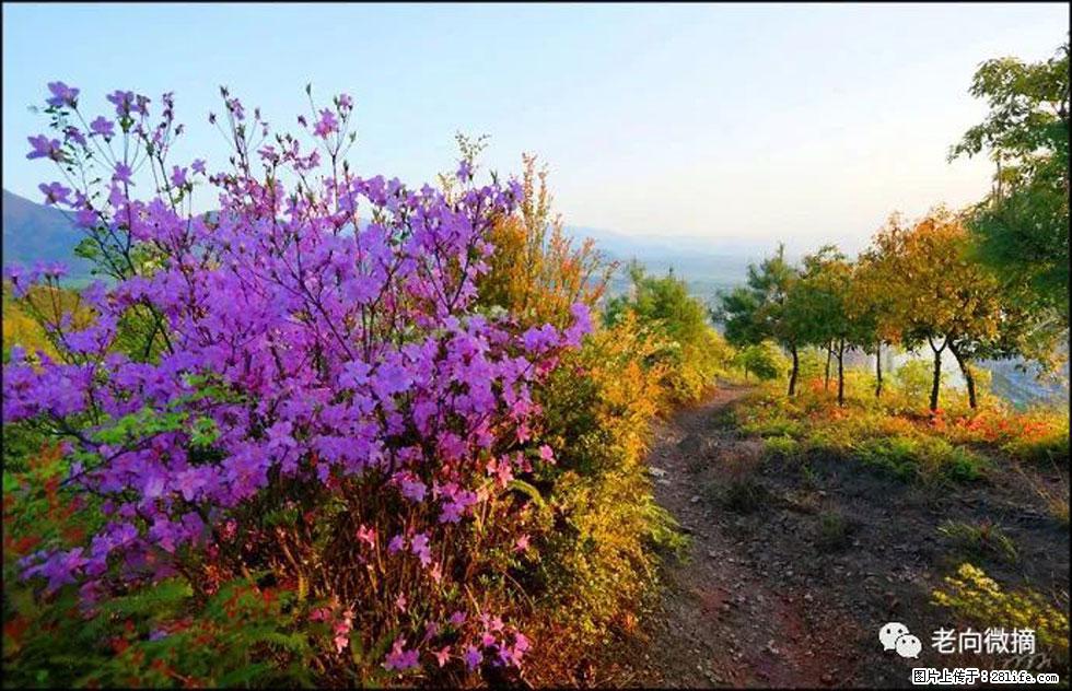 【春天，广西桂林灌阳县向您发出邀请！】登麒麟山，相约映山红 - 游山玩水 - 邵阳生活社区 - 邵阳28生活网 shaoyang.28life.com