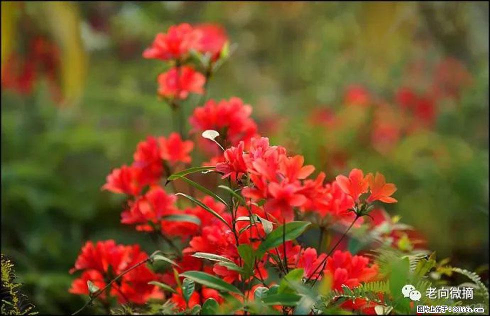 【春天,广西桂林灌阳县向您发出邀请!】登麒麟山,相约映山红 - 游山玩水 - 邵阳生活社区 - 邵阳28生活网 shaoyang.28life.com
