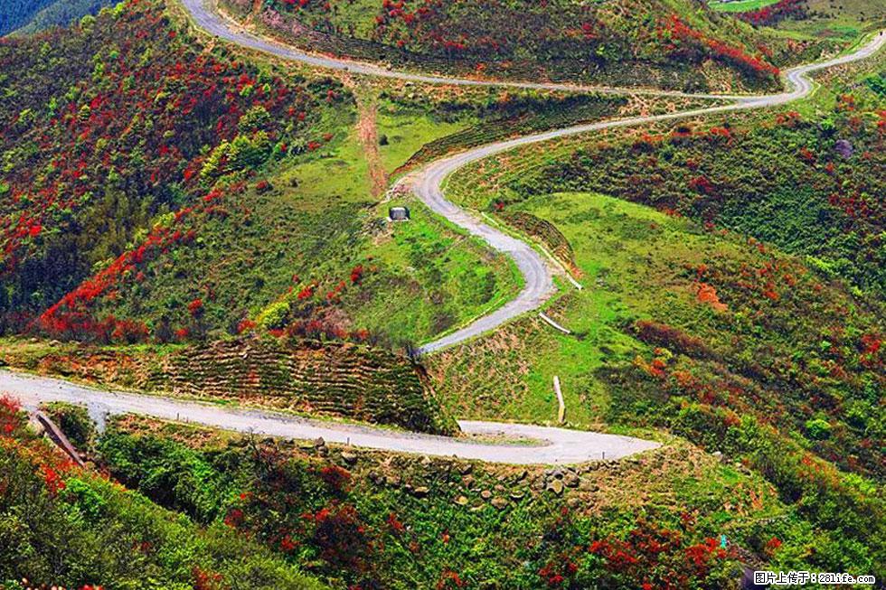 【春天,广西桂林灌阳县向您发出邀请!】春木界上映山红 - 游山玩水 - 邵阳生活社区 - 邵阳28生活网 shaoyang.28life.com