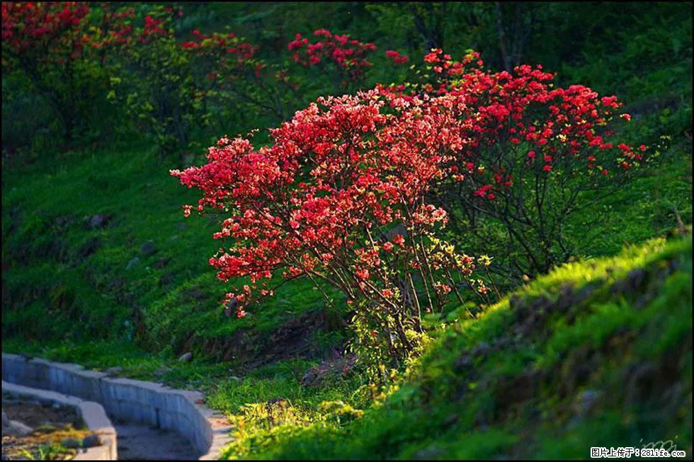 【春天,广西桂林灌阳县向您发出邀请!】春木界上映山红 - 游山玩水 - 邵阳生活社区 - 邵阳28生活网 shaoyang.28life.com